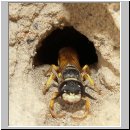 Philanthus triangulum - Bienenwolf 009.jpg